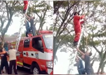 Petugas damkar evakuasi prakarya siswa SMPN 9 nyangkut di pohon, Foto: Djunaedi/Damkar