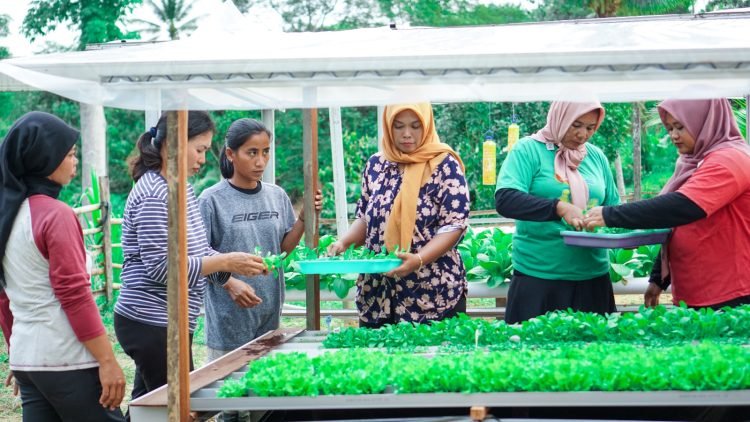 Warga IKN Nusantara sukses bercocok tanam hidroponik (Doc. Istimewa)