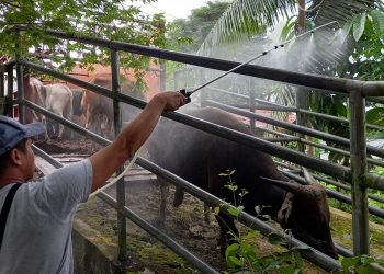 Puluhan ekor sapi dari Pelabuhan Pantoloan Palu ditahan  (doc. Istimewa)