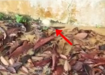 Tangkapan layar kebocoran Pipa Transmisi Air Baku (doc. Perumda Tirta Manuntung)