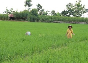 Petani di Kaltim. (dok)