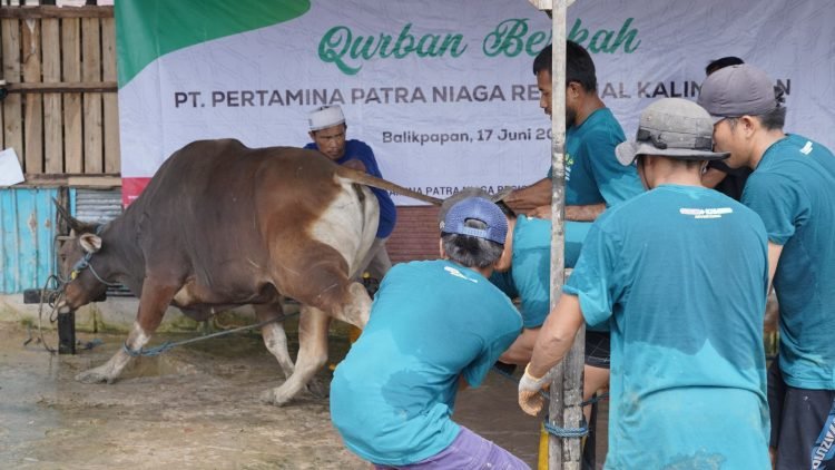Penyembelihan hewan qurban Pertamina Patra Niaga Regional Kalimantan di Balikpapan. (doc. Pertamina)