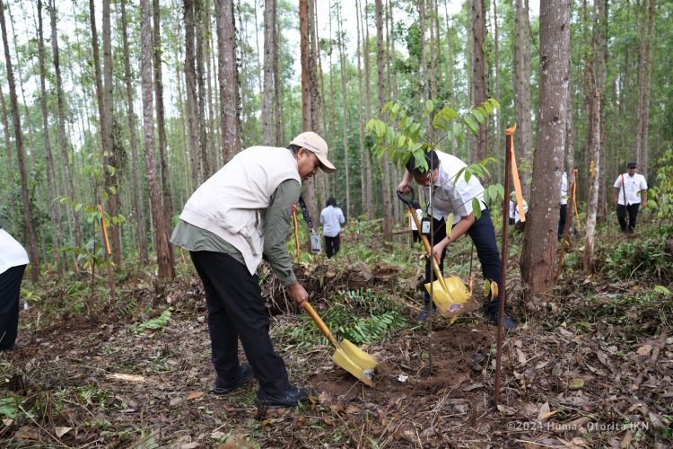 Kegiatan penanaman pohon di Kawasan Inti Pusat Pemerintahan IKN. (doc. Humas Otorita IKN)