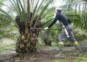 Ilustrasi pekerja sawit sedang melakukan pemanenan. (doc. Kemenkeu)