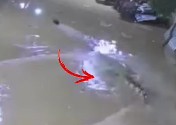 Tangkapan layar seekor buaya menerkam bebek milik warga di tengab pemukiman penduduk. (dok. Istimewa)