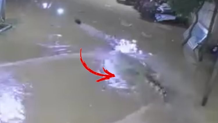 Tangkapan layar seekor buaya menerkam bebek milik warga di tengab pemukiman penduduk. (dok. Istimewa)