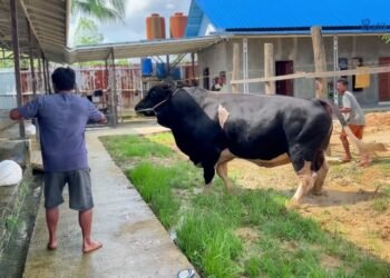 Sapi Simental Cross 830 kg siap dikurbankan di Masjid Jami’ Al Ula. (Dok. Diskominfo)