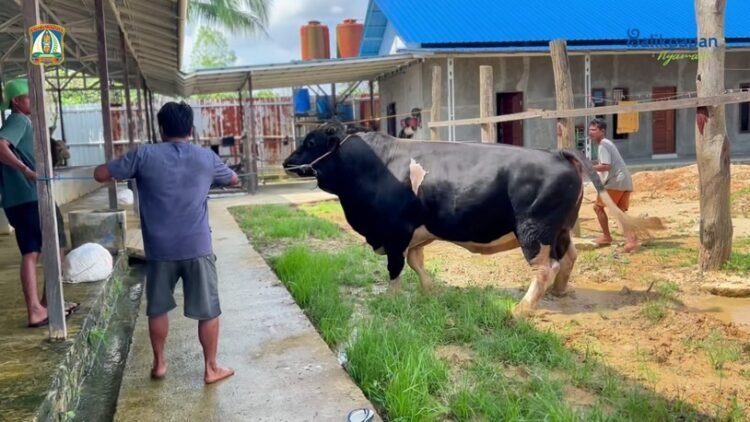 Sapi Simental Cross 830 kg siap dikurbankan di Masjid Jami’ Al Ula. (Dok. Diskominfo)