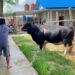 Sapi Simental Cross 830 kg siap dikurbankan di Masjid Jami’ Al Ula. (Dok. Diskominfo)