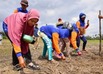 Petani mempraktikkan langsung teknik tanam padi gogo pada lahan kering dalam program penguatan ketahanan pangan. (Dok. Humas Otorita IKN)