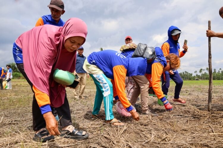 Petani mempraktikkan langsung teknik tanam padi gogo pada lahan kering dalam program penguatan ketahanan pangan. (Dok. Humas Otorita IKN)